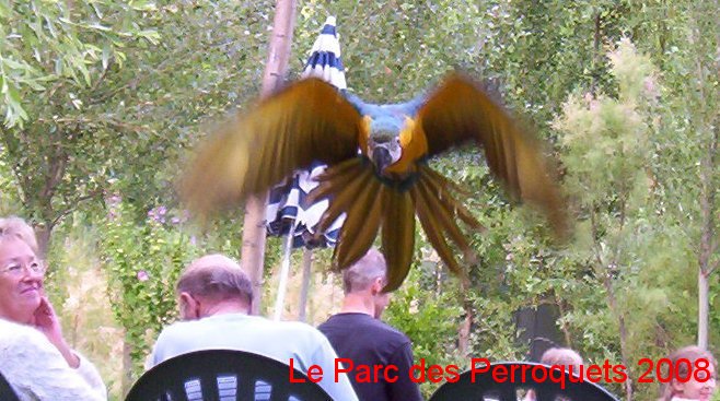 Ararauna en vol libre
